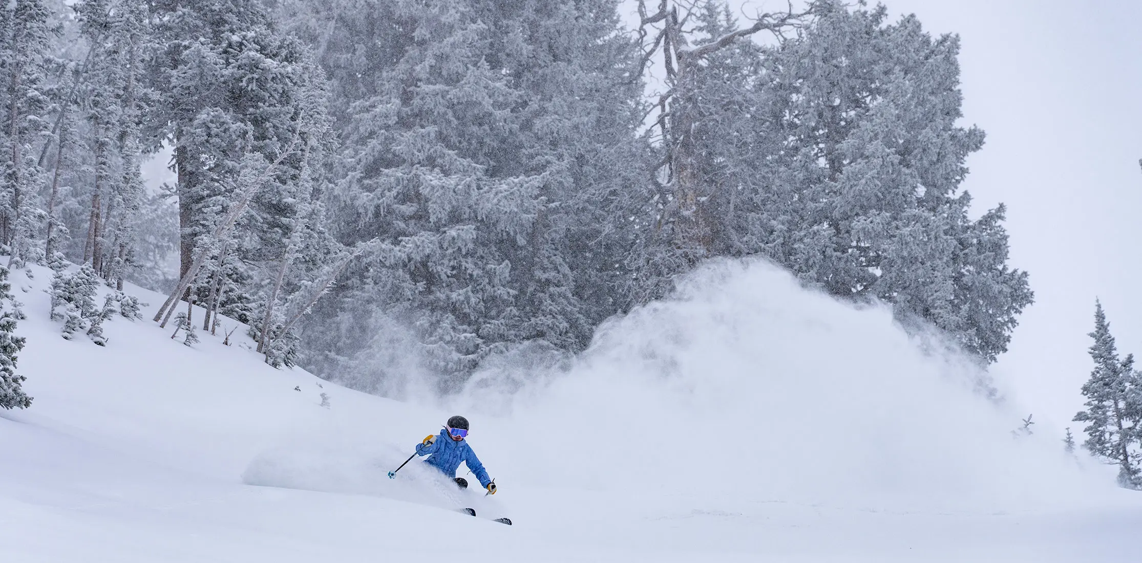 Skiers in deep light powder in the trees at Snowbird
