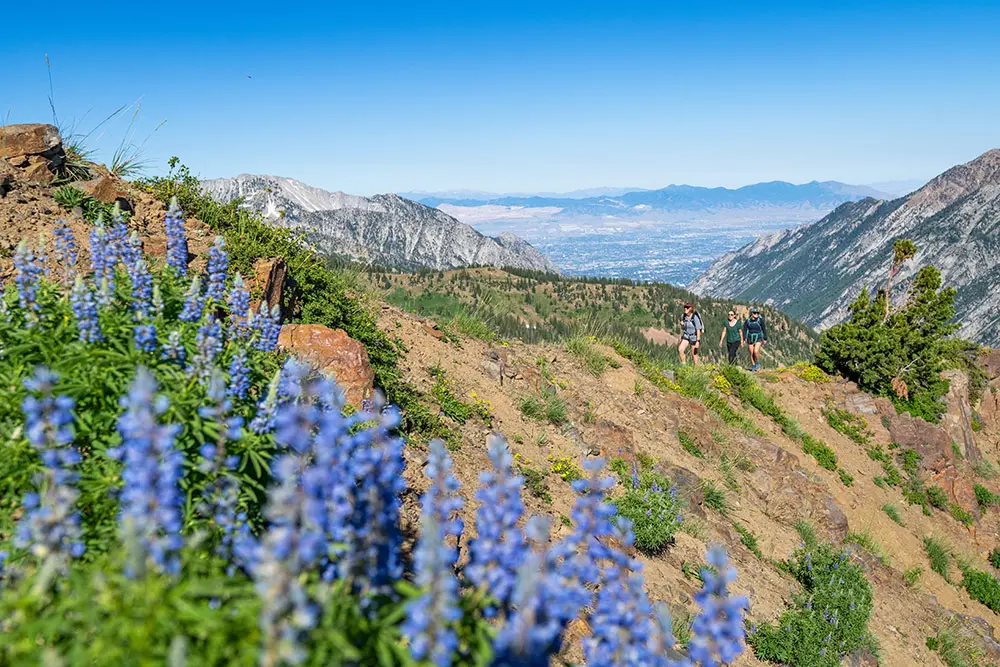 Group hiking on the cirque at Snowbird - a guided hike