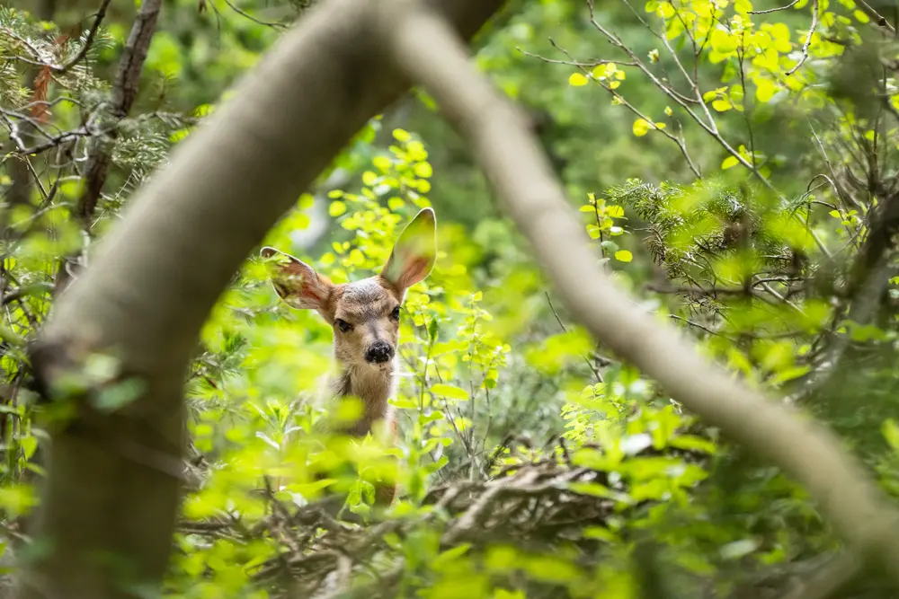 Deer in the woods at Snowbird