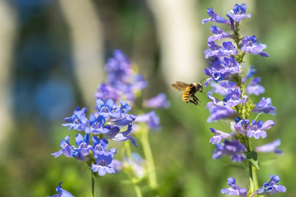 A bee visits a flower at Snowbird. Bee keepers in Mineral Basin are a Play Forever initiative
