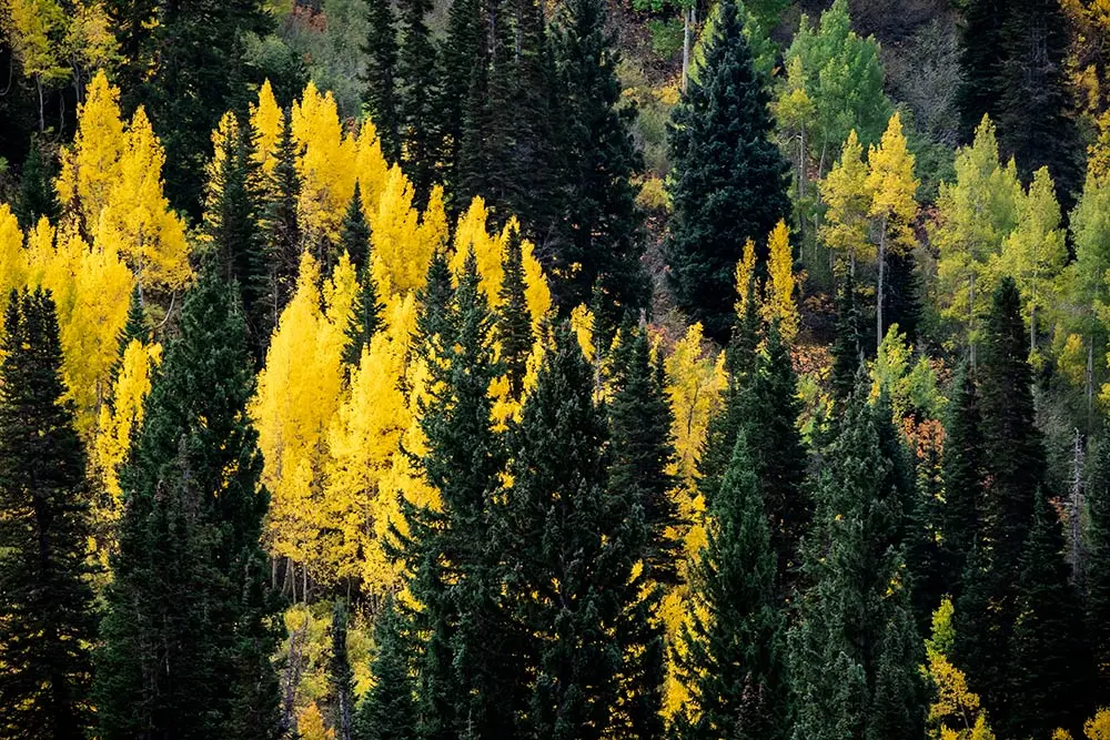 Trees in fall, green evergreens and yellow aspens