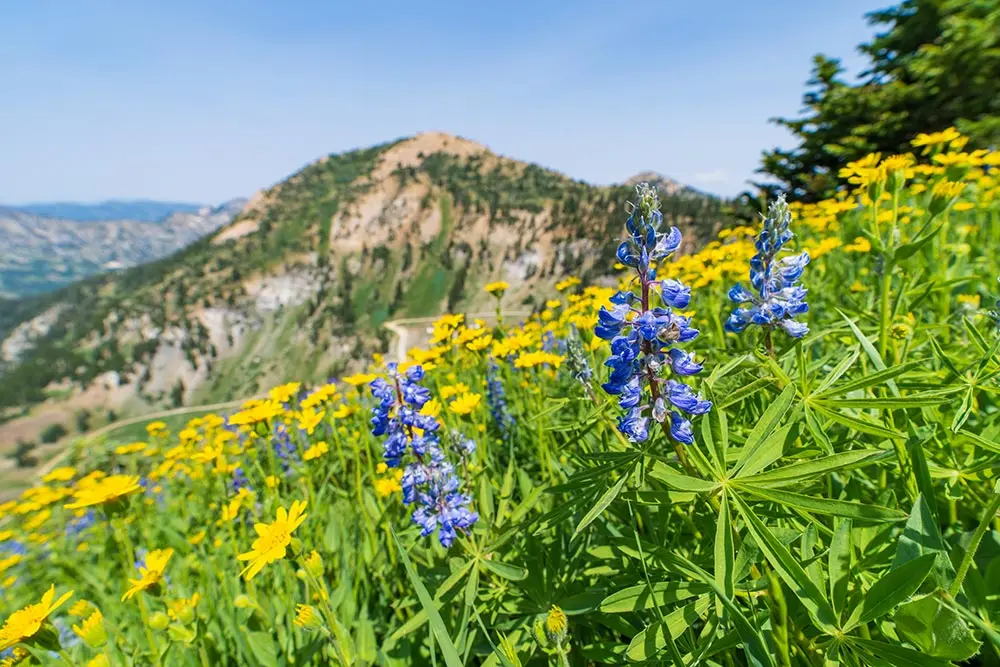 Wildflowers with the Mountains in the background, a view of a Snowbird wedding