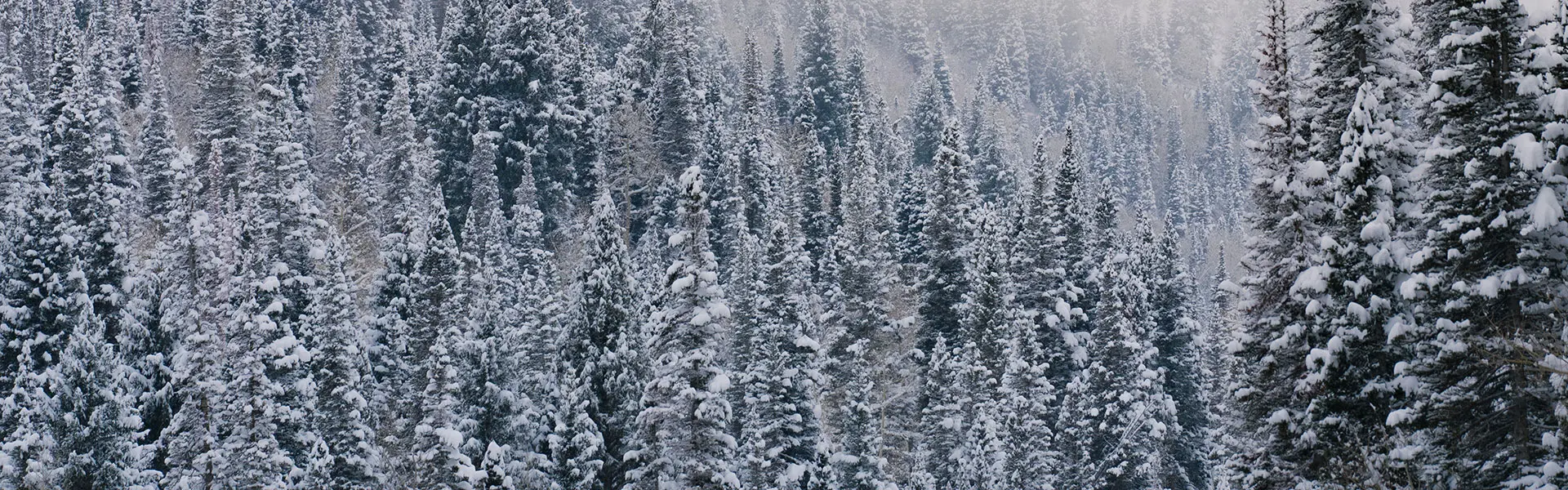 Trees at Snowbird