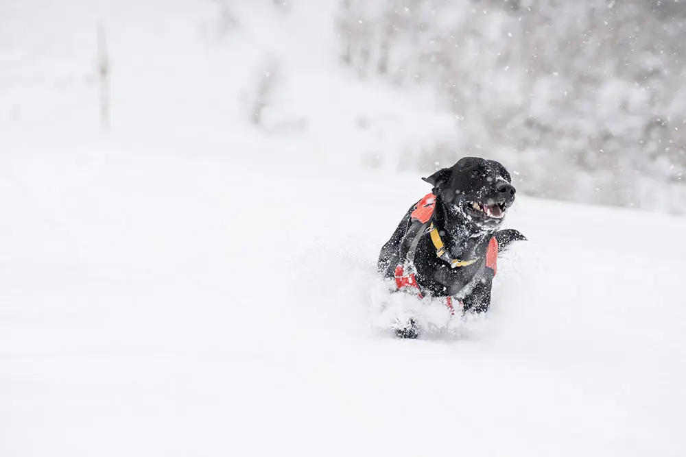 Fisher, a black lab, runs through the snow with an avalanche rescue vest on