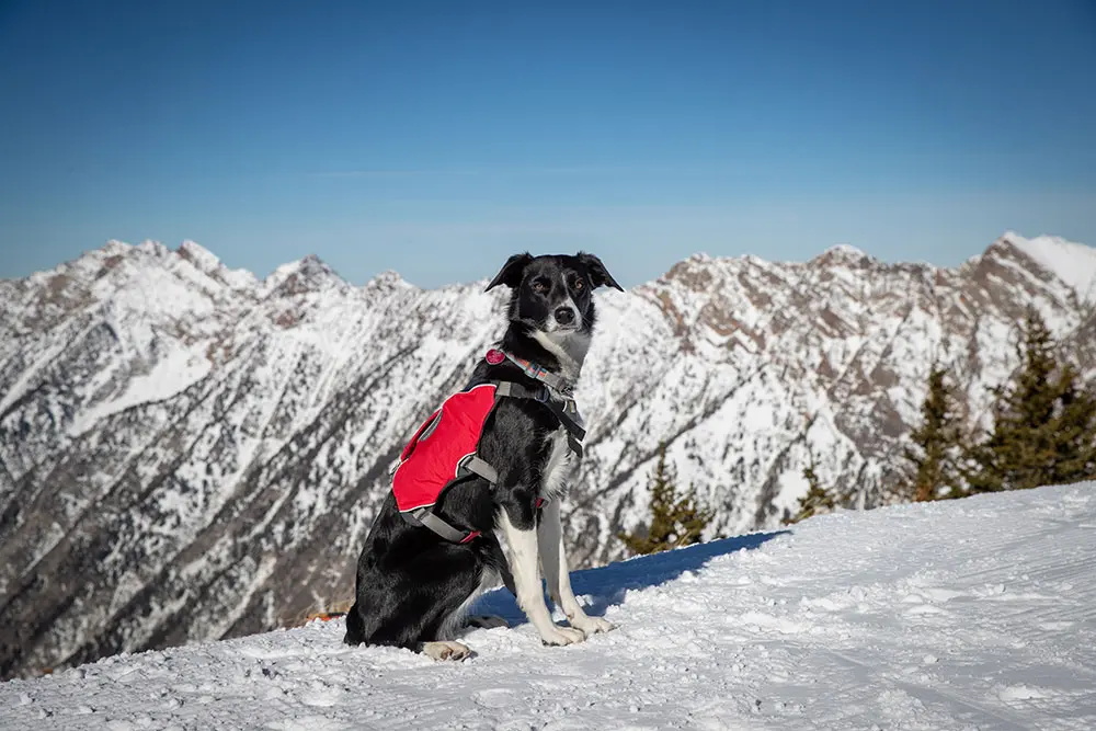 Mabel, Snowbird's avalanche dog who is a skinny border collie, sits with the Superior Ridgeline in the background