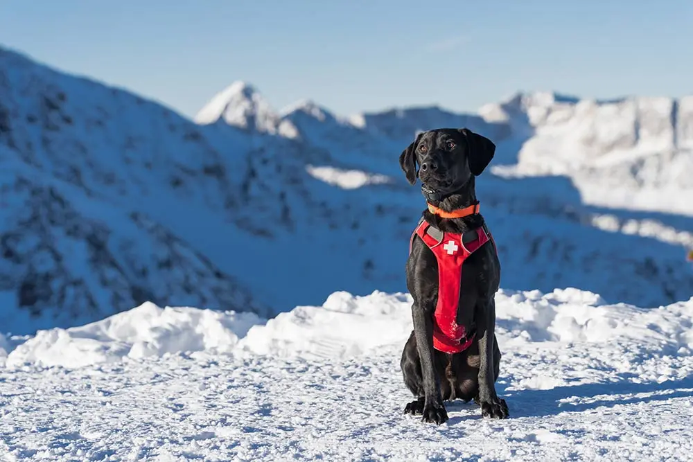 Snowbird's Avalanche Rescue dog - Tony at the top of Hidden Peak