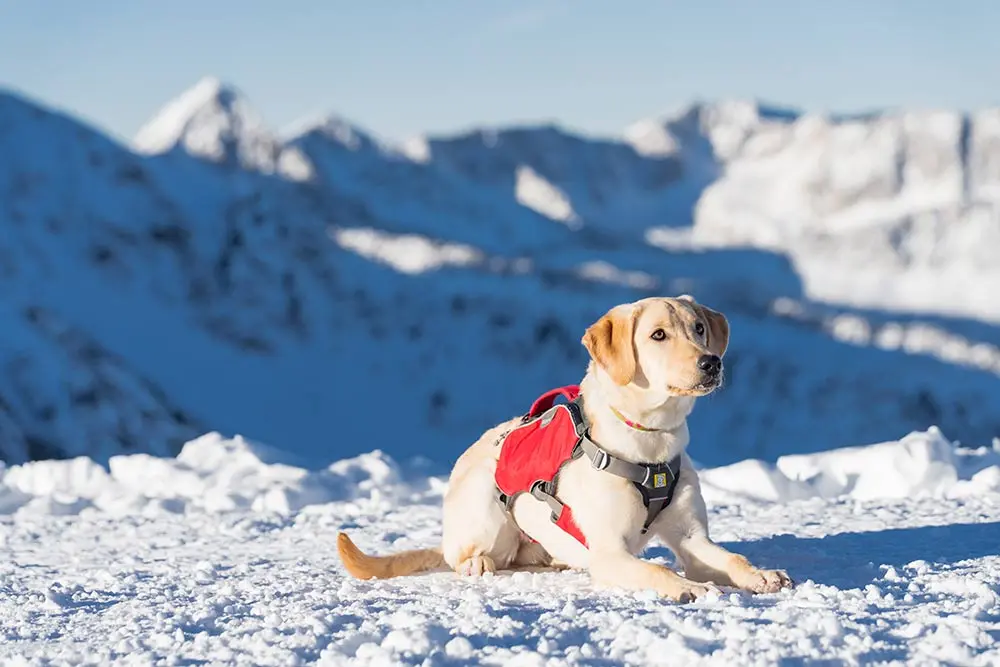 Jolene, Snowbird's newest avalanche rescue dog, poses at the top of Hidden Peak