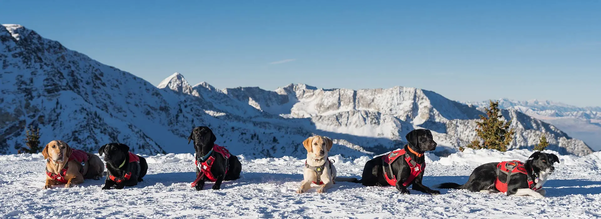 Avalanche Rescue Dogs at Snowbird lined up together