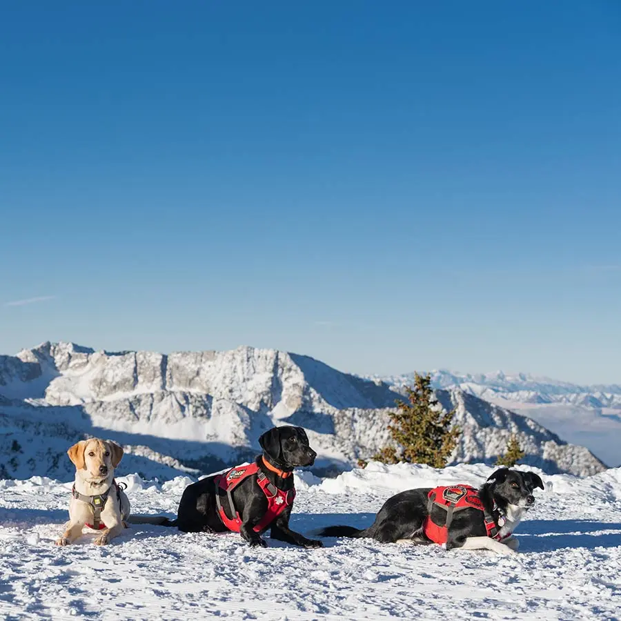 Avalanche Rescue Dogs hero for mobile