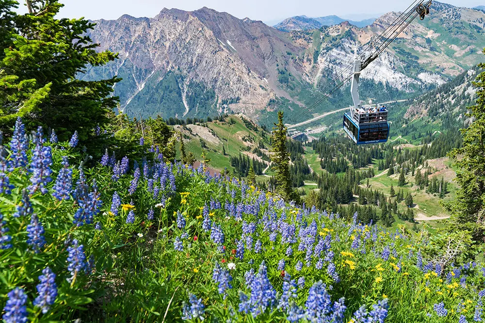 The Summer Scenic Tram at Snowbird comes up the mountain surrounded by lupine and other wildflowers