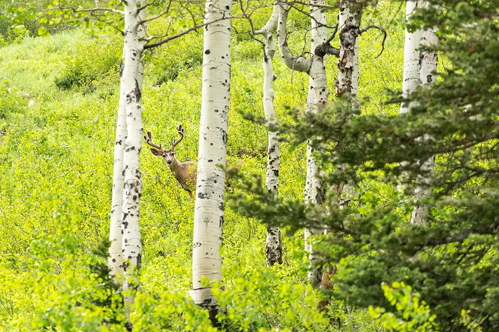 A deer with antlers pokes his head out from behind an aspen tree