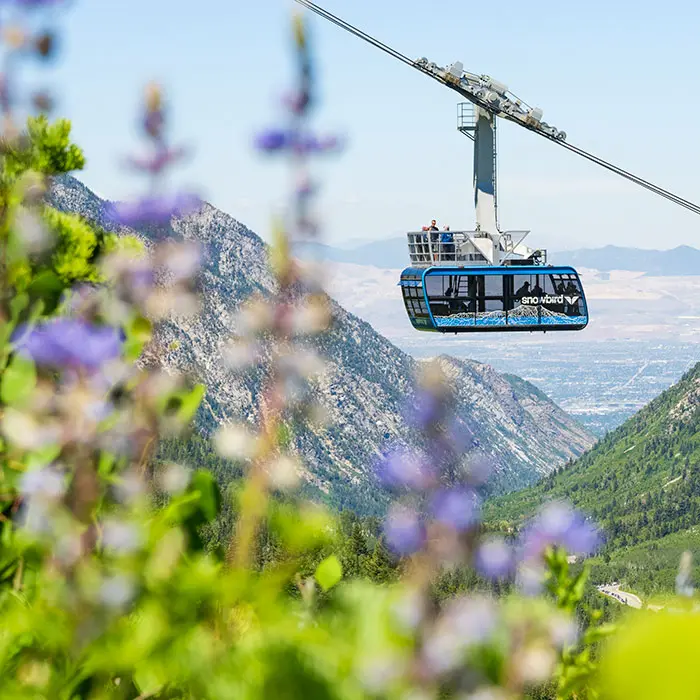 Summer Snowbird Tram above the city surrounded by wildflowers