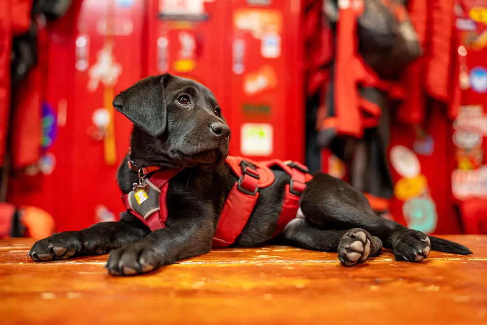 Billie, Snowbird's newest Avalanche Rescue dog, sits on the bench in the Ski Patrol locker room