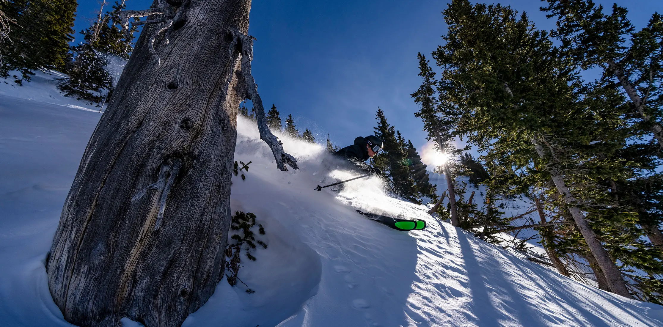 Skier on High Baldy skiing in the trees at Snowbird