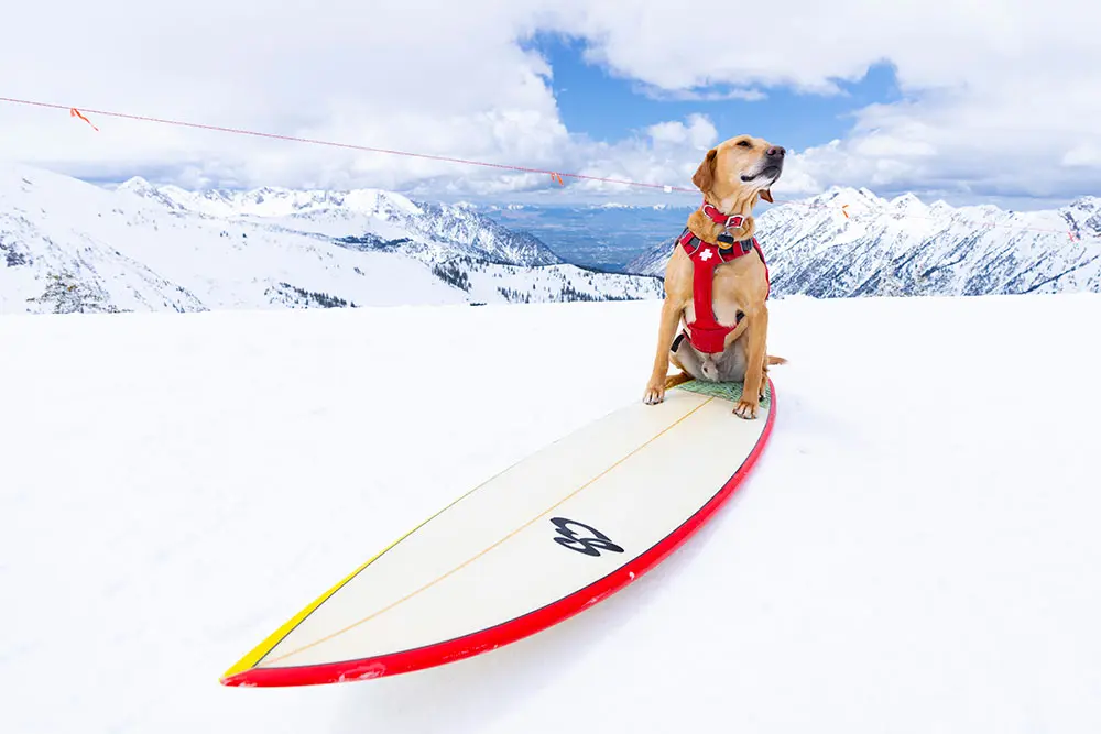 Dog sits on a surf board at hidden peak for surf season