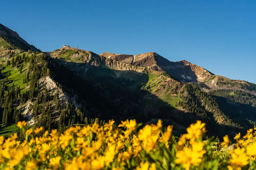 Snowbird from Cardiff Pass, featuring wildflowers