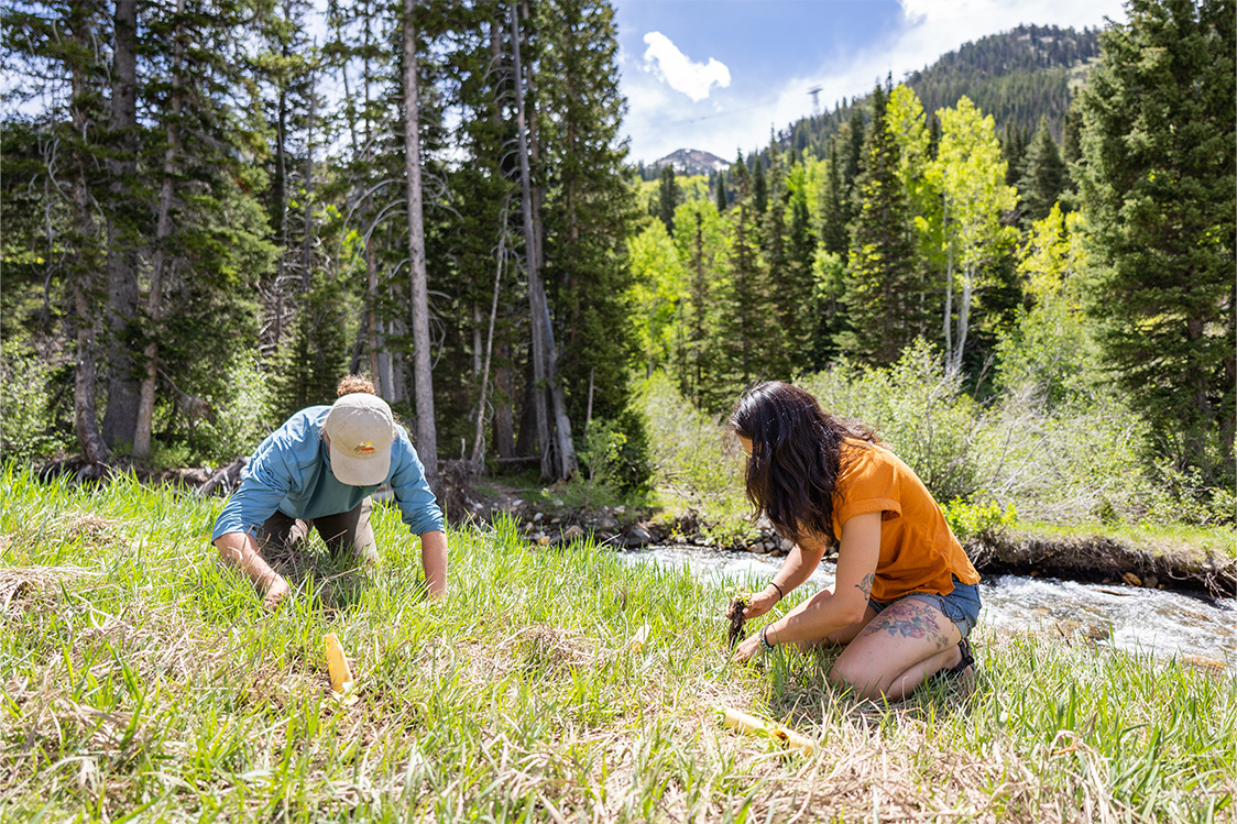 Two people planting native plants at Snowbird