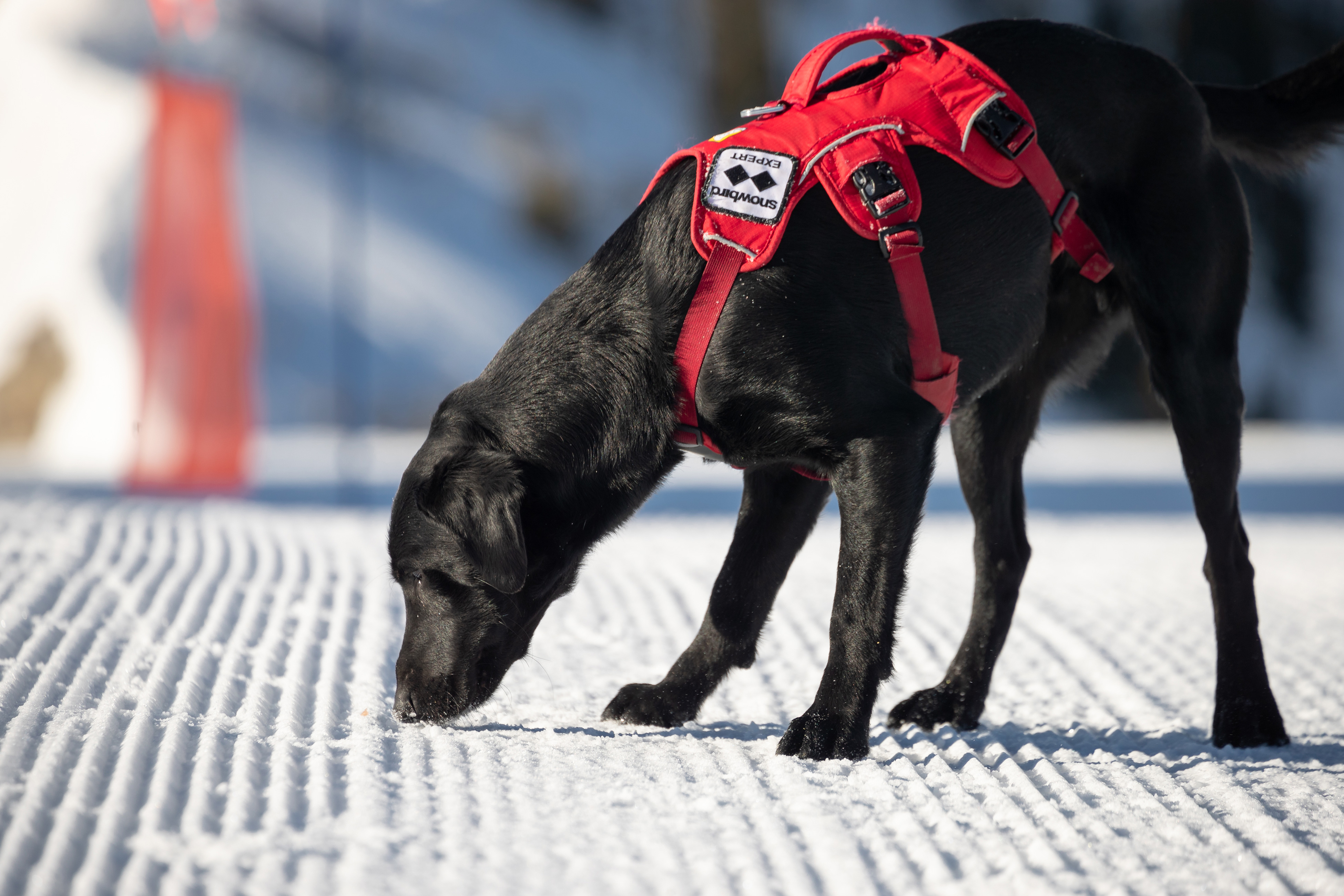 Snowbird ski patrol dog