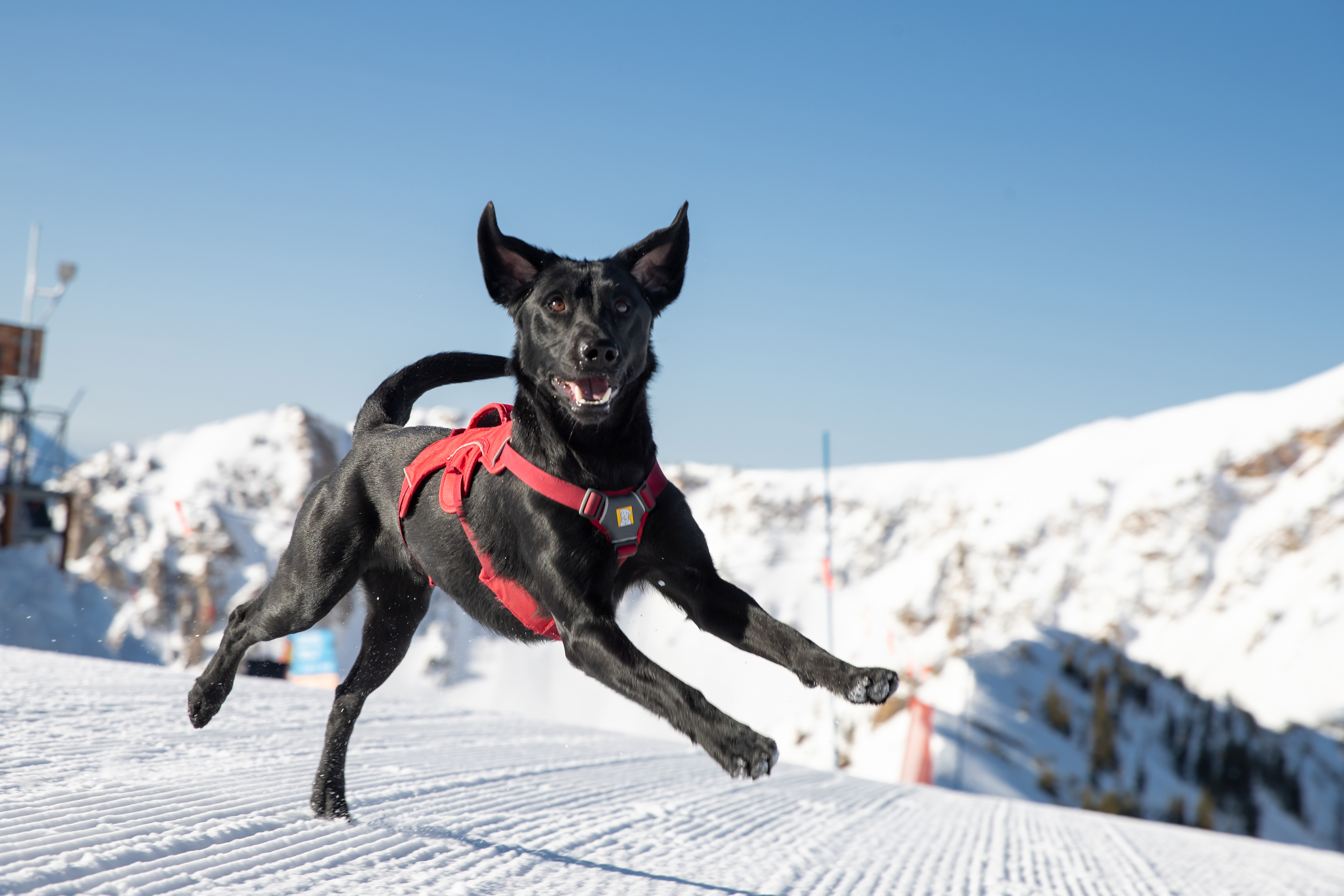 Snowbird Dog Ski Patrol